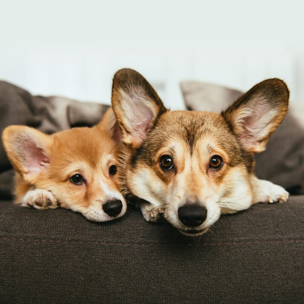 two cute dogs on couch