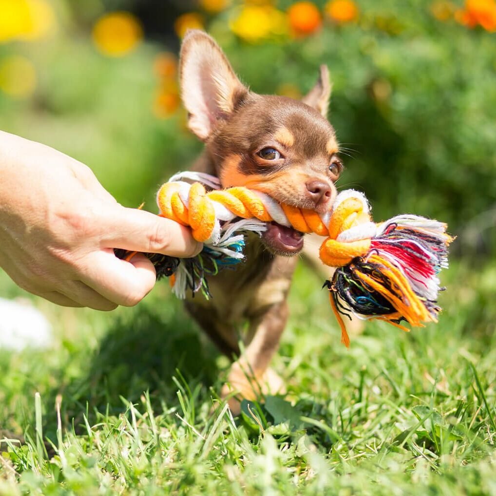 chihuahua playing with rope toy