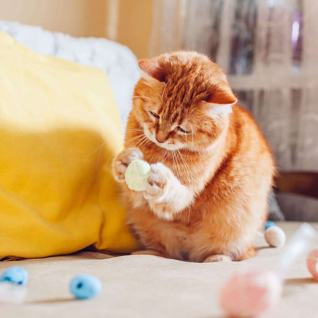 Cat Playing With Cottonball