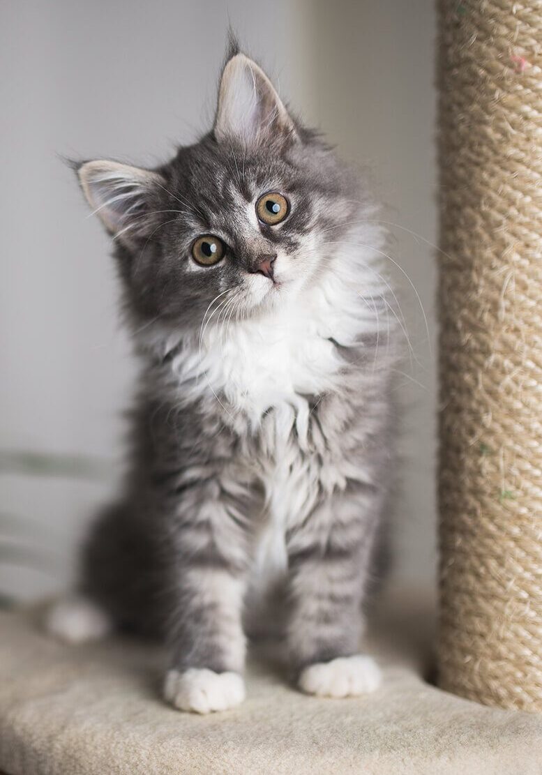 Grey Kitten On Cat Tree