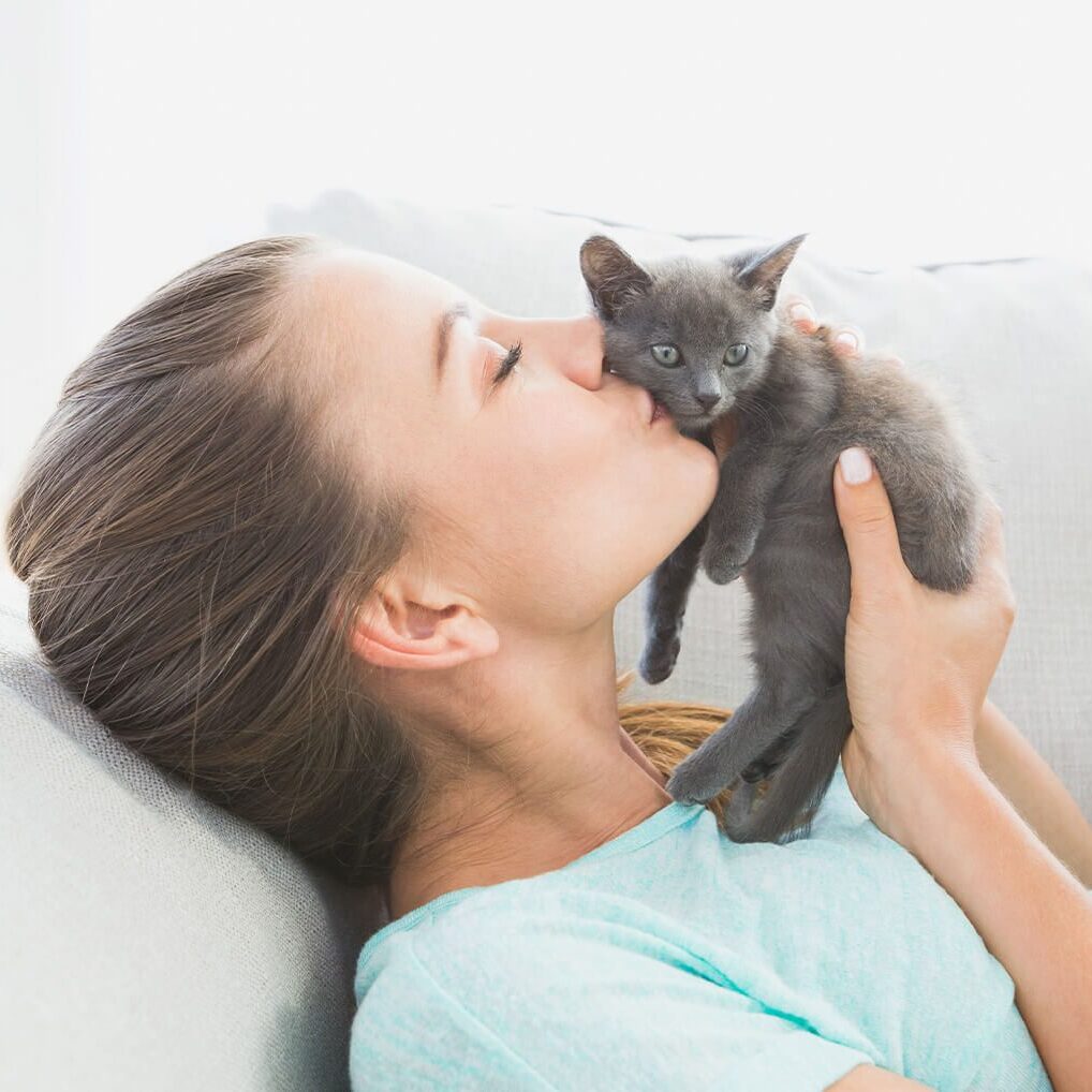 Kissing Small Grey Kitten