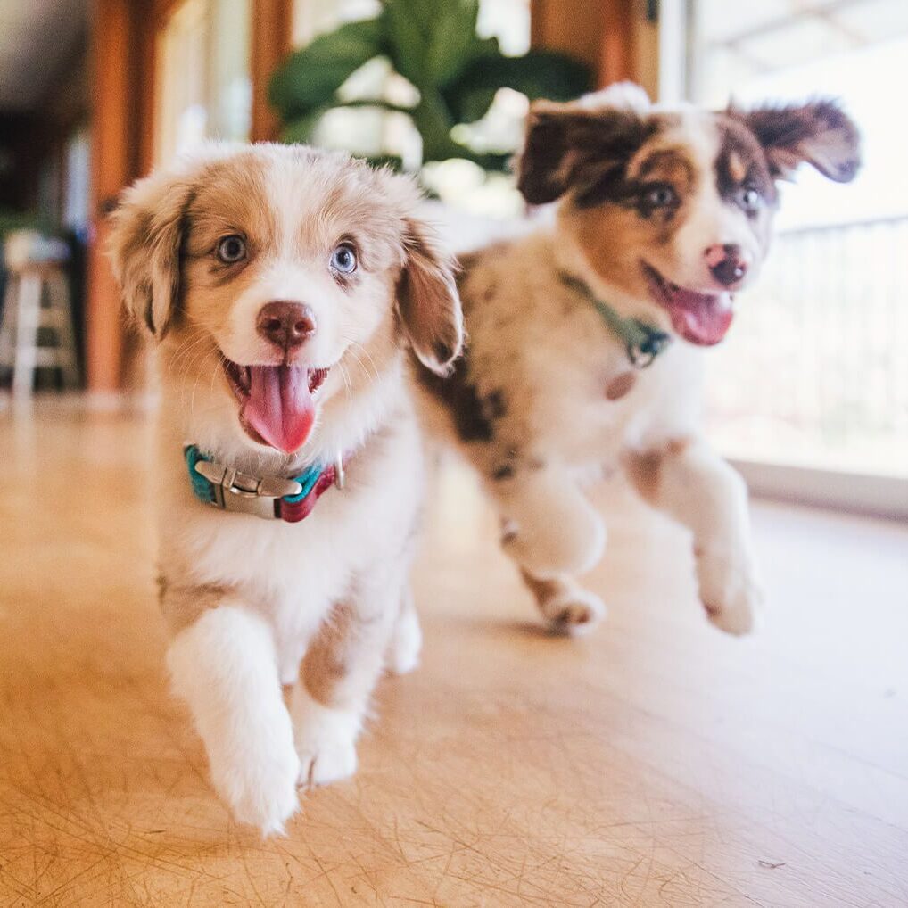 Two Playful Puppies In Home